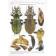 Retezár I., 2015: Atlas of the Carabus of the Caucasus (Coleoptera, Carabidae)