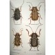 Debreuil M., Cantot P., Coulon J., 2015: Les Pachybrachis de France (Coleoptera, Chrysomelidae, Cryptocephalinae)