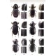 Stebnicka Z. T., 2011: Aegialiini and Eremazini of the World (Coleoptera: Scarabaeidae). Iconography.