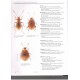 Hlaváč P., Perreau M., Čeplík D., 2017: The subterranean beetles of the Balkan peninsula