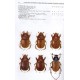 Král D., Bezděk A.,Juřena D.: (Coleoptera Scarabaeoidea - Geotrupidae, Trogidae, Glaresidae, Lucanidae