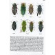 Ruicanescu A., 2013: The Jewel of Romania (Coleoptera, Buprestidae)