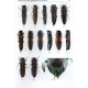 Bílý S., 2018: A revision of the genus Agrilaxia of the Central and North America (Coleoptera: Buprestidae: Anthaxiini)