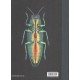 Ong U., Hattori T., : Jewel Beetles Taiwan