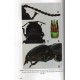 Tarnawski D., Platia G., Mertlík J., 2018: Catalogue of the family Elateridae (Coleoptera) from Turkey