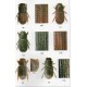 Stebnicka Z, T., 2009: Aphodiinae of Australia (Coleoptera: Scarabaeidae), Iconography