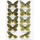 Tschikolovets V., 2020: The genus Calinaga Moore (1858) (Lepidoptera: Nymphalidae, Calinaginae)