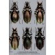 Cavazzuti P., Ghiretti D.,2020: CARABUS D ´ITALIA, Monografie Entomologiche Vol. III