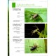 Mlejnek R., 2021: Broučí klenoty mokřadů (Coleoptera: Chrysomelidae: Donaciinae) , sešit 5