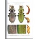Retezár I., Szél G., 2021: The Genus Carabus in the Carpathian Basin