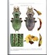 Retezár I., Szél G., 2021: The Genus Carabus in the Carpathian Basin