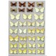 Flamigni C., Fiumi G., Parenzan P., 2016: Lepidotteri Eteroceri d´Italia, Geometridae Ennominae II