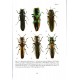 Bílý S.,2022: World catalogue of the tribe Anthaxiini (Coleoptera: Buprestidae)