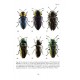 Bílý S.,2022: World catalogue of the tribe Anthaxiini (Coleoptera: Buprestidae)