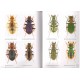 Arndt E., Schnitter P., Sfenthourakis S., Wrase D. W., 2011: Ground Beetles (Carabidae) of Greece