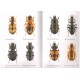 Arndt E., Schnitter P., Sfenthourakis S., Wrase D. W., 2011: Ground Beetles ( Carabidae ) of Greece, 393 pp.