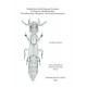 Bordoni A., 2002: Xantholinini della Regione Orientale (Coleoptera: Staphylinidae).
