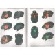 Edmonds W. D., 2000: Revision of the Neotropical dung beetle genus Sulcophanaeus (Coleoptera:Scarabaeidae:Scarabaeinae)