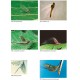 Bauernfeind, E. & T. Soldán: The Mayflies of Europe.