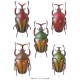 Michele De Palma   TAXONOMIC REVISION OF EUDICELLA WHITE (Coleoptera : Cetoniinae) AND ICONOGRAPHIC CATALOGUE 
