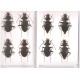Ledoux G. et Roux Ph. Les Archastes (Coleoptera, Nebriidae)