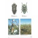 Gussmann S., Holm E., 2004: The African Jewel Beetles Buprestidae (Julodinae)