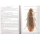 Bousquet Y. 2012: Catalogue of Geadephaga (Coleoptera, Adephaga) of America, north of Mexico, part 3 Sphodrini-Pseudomorphini