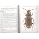 Bousquet Y., 2012: Catalogue of Geadephaga (Coleoptera, Adephaga) of America, north of Mexico Part 2: Bembidini - Harpalini