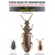 Bousquet Y. 2012: Catalogue of Geadephaga (Coleoptera, Adephaga) of America, north of Mexico,  part 1 Trachypachidae - Trechini