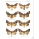 Behounek G., Ronkay G., Ronkay L., 2010: Plusiinae 2. A Taxonomic Atlas of the Eurasian and North African Noctuoidea, Vol. 4