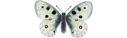 Lepidoptera