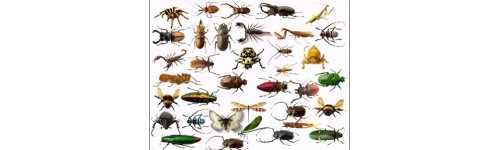 Insecta Insecta