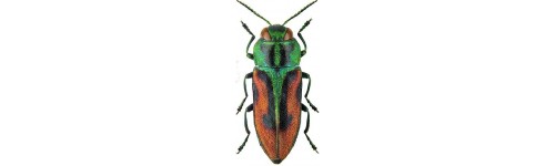 Buprestidae