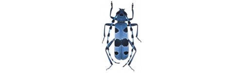 Cerambycidae Cerambycidae