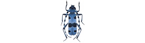 Cerambycidae