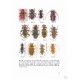 Sudre J., Vives E., Cazères S., Mille C., 2010: Contribution à l’étude des Cerambycidae (Coleoptera) de la Nouvelle-Calédonie