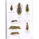 Bonadona P., 2013: Les Anthicidae de la faune de France (Coleoptera)