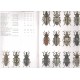 Stejskal R., Trnka F., 2014: Lixinae (Coleoptera: Curculionidae). 17 pp. Folia Heyrovskyana