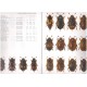 Jelínek J., 2014: Sphindidae, Kateretidae, Nitidulidae (Coleoptera). 29 pp. Folia Heyrovskyana