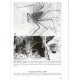 Weygoldt P., 2000: Whip Spiders. Their Biology, Morphology and Systematics. (Chelicerata: Amblypygi)