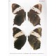 Monastyrskii A. L., 2005: Butterflies of Vietnam. Vol. 1: Nymphalidae: Satyrinae