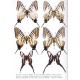Monastyrskii A. L., 2007: Butterflies of Vietnam. Vol. 2: Papilionidae