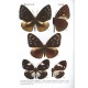 Monastyrskii A. L., 2011: Butterflies of Vietnam. Vol. 3: Nymphalidae: Danainae, Amathusiinae