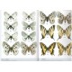 Buszko J., Masłowski J., 2008: Motyle dzienne Polski (Lepidoptera: Hesperioidea, Papiliondidea)