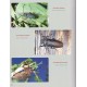 Adlbauer K., Beck R., 2015: Katalog und Fotoatlas der Bockkäfer Äthiopiens (Coleoptera, Cerambycidae)