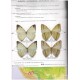 Fisher J., 2009: The Gallery of Butterflies, Book 1., Morpho, Part 1 (Field Guide)