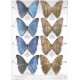 	 Fisher J., 2009: The Gallery of Butterflies, Book l., Morpho ( Part l. ) 88 pp.