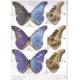 	 Fisher J., 2009: The Gallery of Butterflies, Book l., Morpho ( Part l. ) 88 pp.