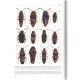 Pace R., 2015: Memoirs on Biodiversity - Biodiversity of South America. II, Coleoptera, Staphylinidae, Aleocharinae