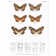 Balletto E., Barbero F., Casacci L., Chakira H., Dafiné A., Ouledi A., 2015: The Butterflies of The Comoros